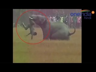 Elephant attack claim 5 lives in West Bengal, watch video