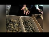 146 tortoises seized at Mumbai Airport, sent back to Madagascar