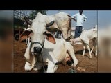 Muslim cattle herders beaten and hanged in Jharkhand