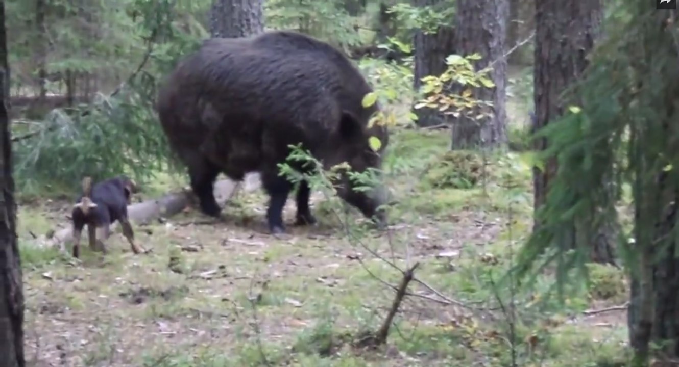Sanglier De Gros Taille Video Dailymotion