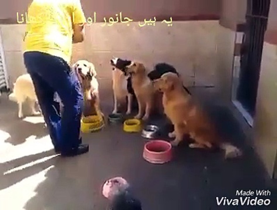 Very Funny Video