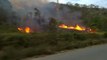 Incendios forestales arrasan bosques en el Valle de Sula