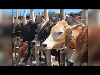 Beef row: 4 Kashmiri students beaten in Rajasthan University