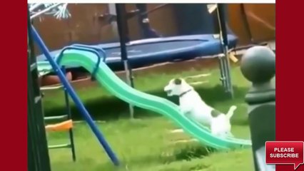 New Funniest Video 2017  Best Funny Videos Ever -  very good and very osam videos