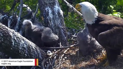 Rescuers Band Together To Save Bald Eaglet