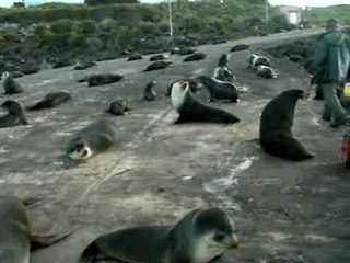Retour de pêche sur la Cale, attention aux otaries!