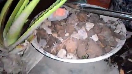 Video Hướng Dẫn Trồng Nha Đam Trong Chậu 30Cm l Bán Nha Đam Giống To 0935117641 zalo