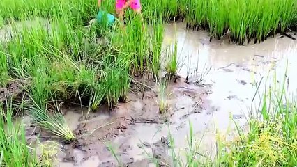 Amazing Fishing at Pailin Province - Cambodia Traditional Fishing - Khmer Net Fishing (Part 215)