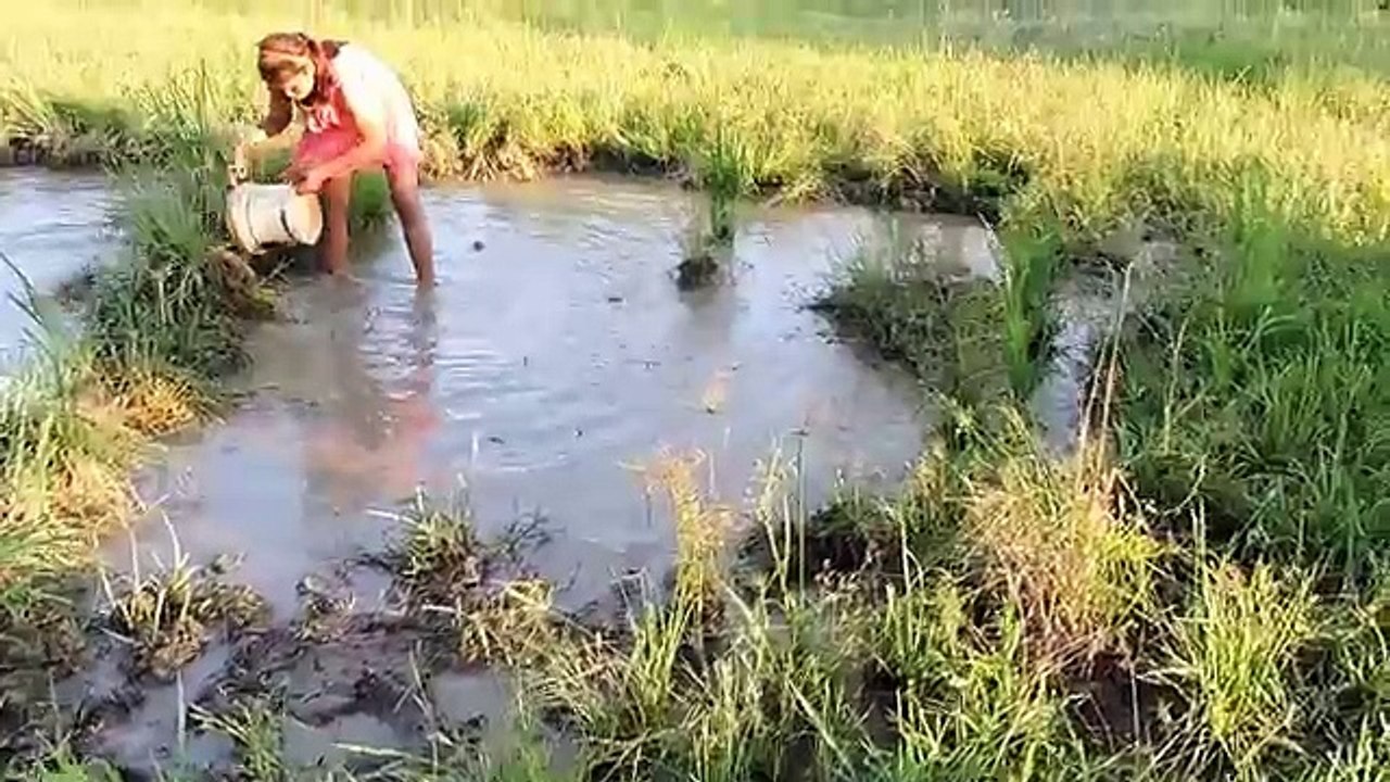 Amazing Fishing at Pailin Province - Cambodia Traditional Fishing - Khmer Net Fishing (Part 224)