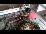 Deadly Python gets a bath from small girl, Watch Video