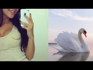 Selfie love of woman tourist kills swan