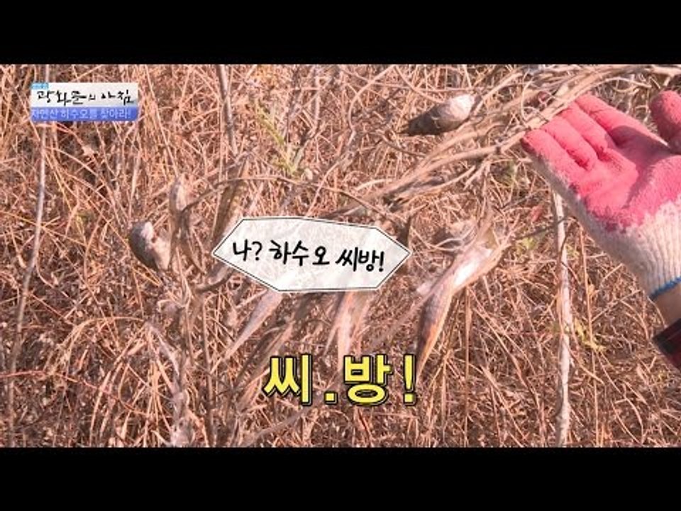씨방! 하수오 씨방을 찾았다! [광화문의 아침] 365회 201611124