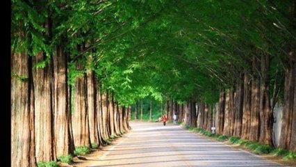 Con Đường Xưa Em Đi (Châu Kỳ & Hồ Đình Phương)