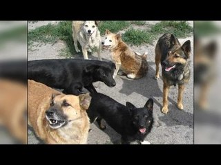 Stray dogs should be sterilised, SC directs states and civic bodies