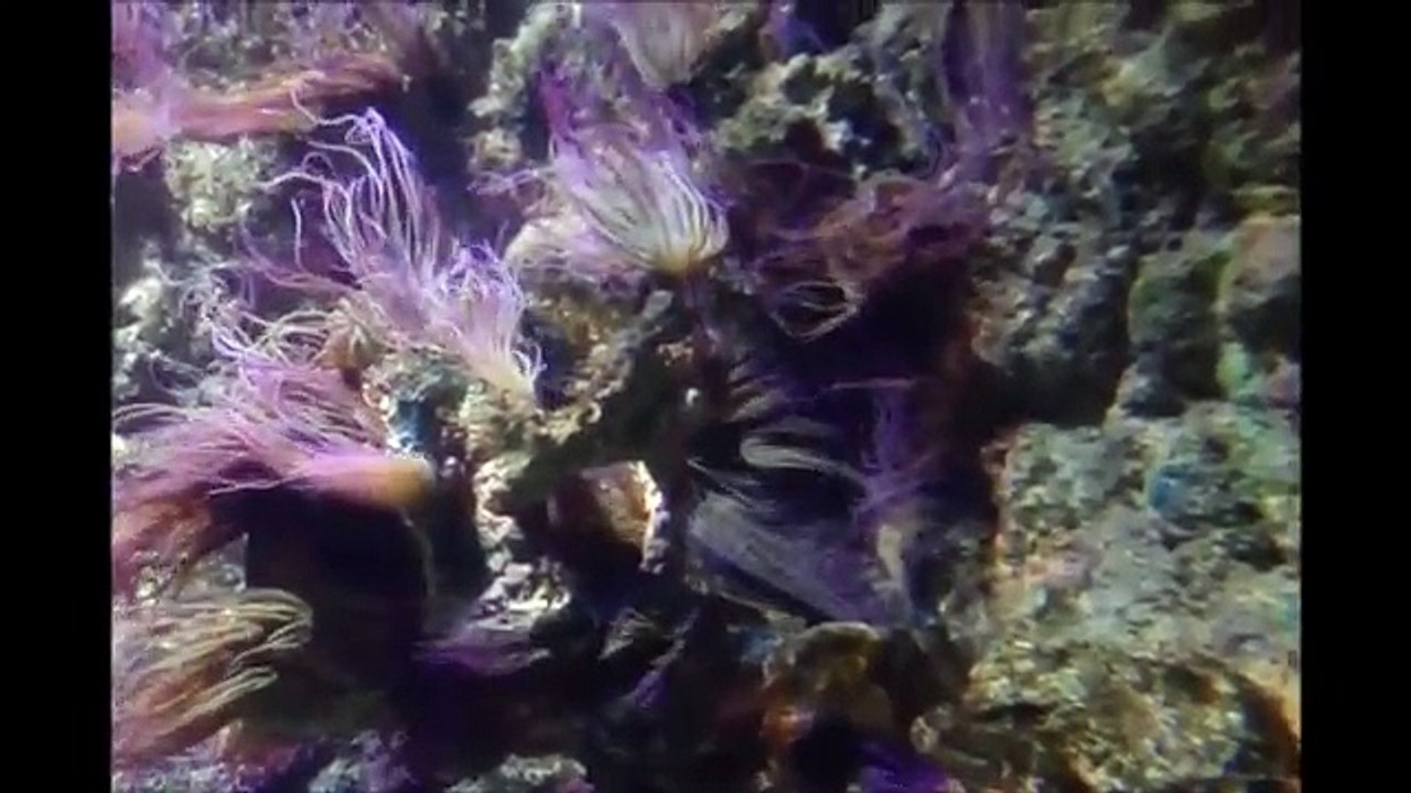 Admirez de magnifiques poissons du fabuleux ISTANBUL SEA Life Aquarium- Poissons en aquarium.