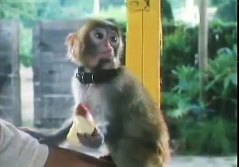 Love Me Vampire - 開心鬼精靈 (1986) part 1/2