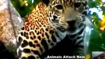 Leopard Vs Jaguar ! Animal Planet 2015 National Geographic Animals HD