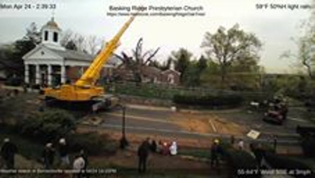 Dying 'George Washington Tree' Cut Down