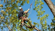 Tree Maintenance Doncaster