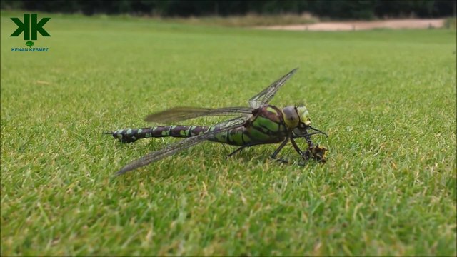 Helikopterin ilham kaynağı yusufçuk