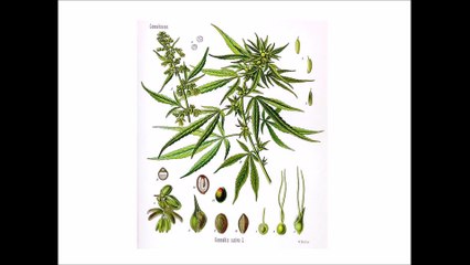 How Cannabis Can Help Glaucoma