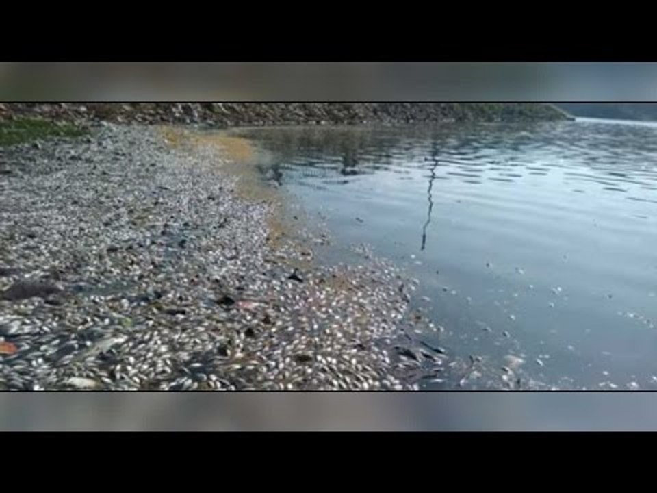 Bengaluru: Thousands of dead fish wash on shore of Ulsoor lake