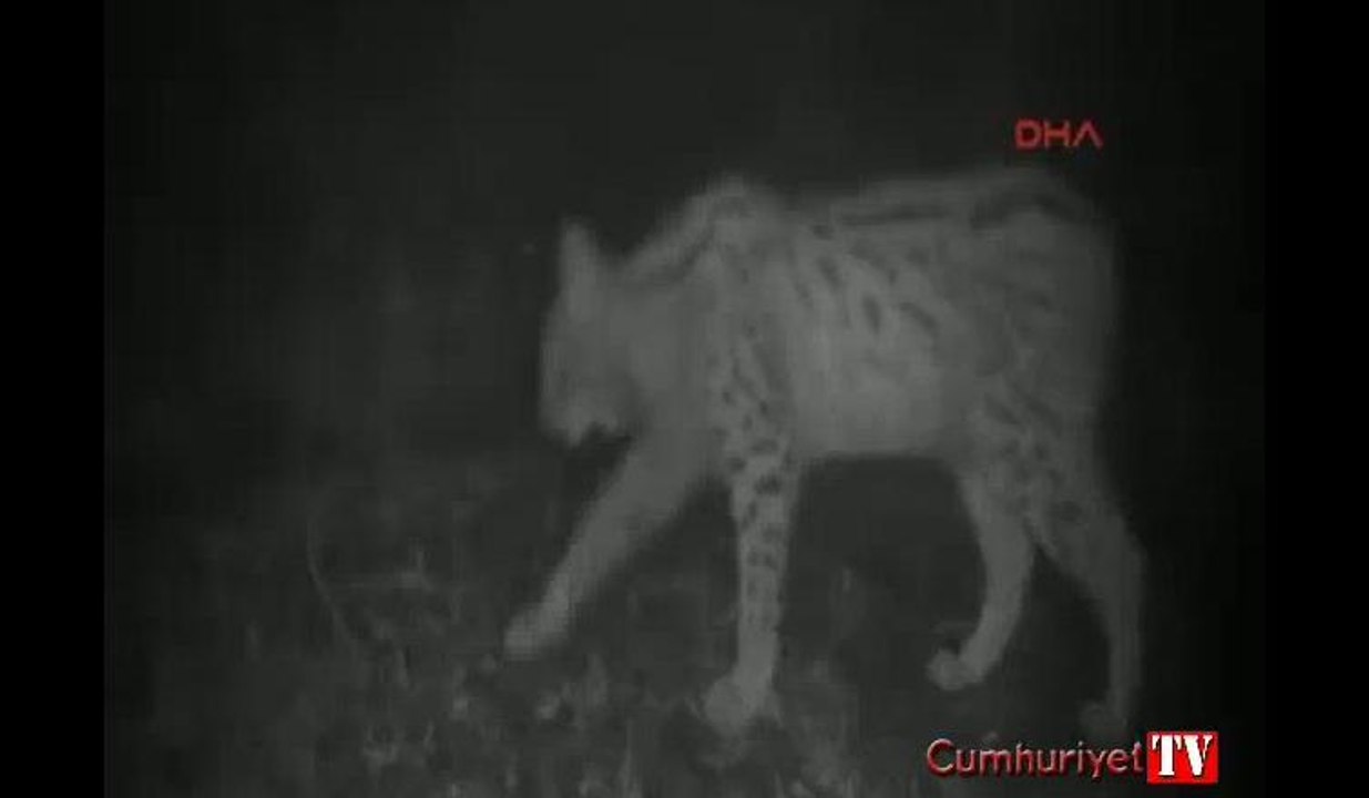 Fotokapan vaşak görüntüledi