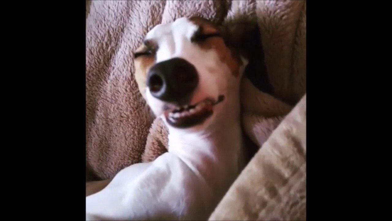 le chien japonais shiba inu dort sur le lit. mignon chien rouge qui dort  très drôle. 10451071 Photo de stock chez Vecteezy, image size:1280x720