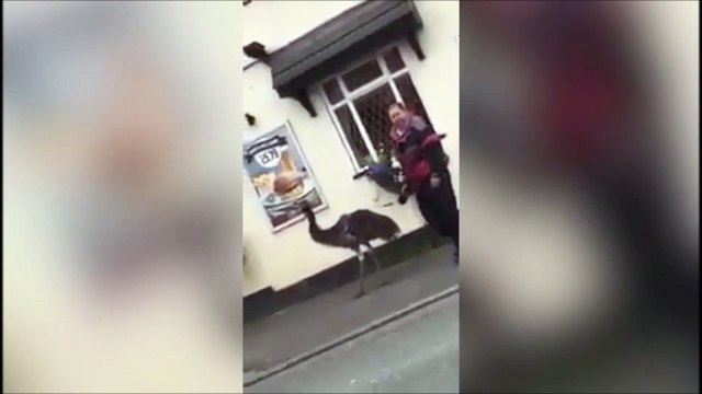 Ce gars promène un animal très bizarre...