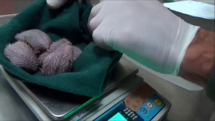 Cette maman hérisson vient d'etre percutée par une voiture mais va réussir à accoucher de 5 petits