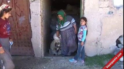 150 koyun bir gecede telef oldu