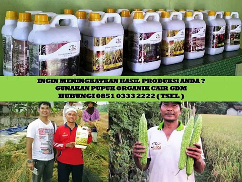 0851 0333 2222 (Tsel) Obat Tanaman padi Sundep