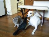 BIRD FEEDS CAT & DOG -