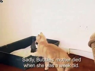 Cat Adopts Baby Rabbit!! Amazing!!