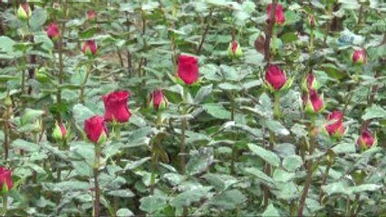 Kesme Çiçekler 'Anneler' İçin Kesiliyor