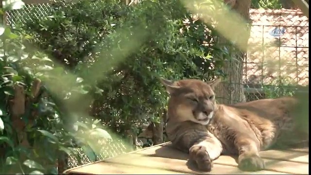 Yalnız Puma'ya Arkadaş Geldi