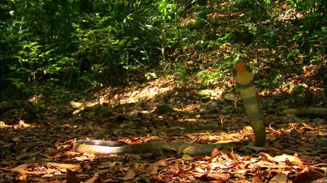 동물의 세계 20170425