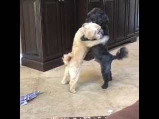 Pooch Pals Make Quite the Dancers