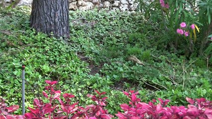 Blanes, Ogród botaniczny Marimurtra 16 VII 2015 r.