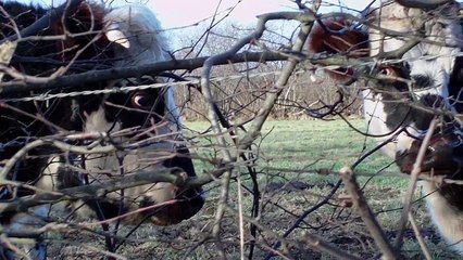 8-Pière végétarienne-Vegetarian prayer