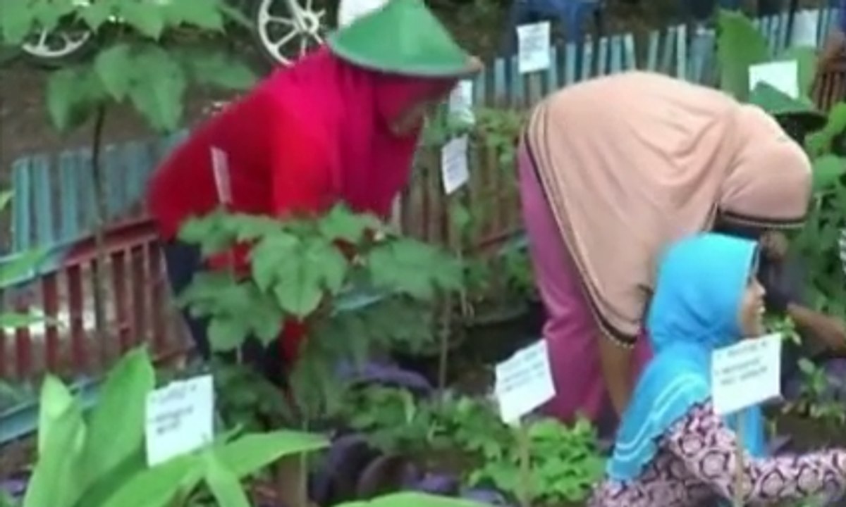 Puluhan Anak Tanam Obat-Obatan untuk Bahan Jamu