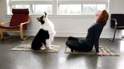 Ce chien est le partenaire parfait pour votre yoga et votre musculation