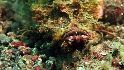 Ce plongeur croise un poisson terrifiant  Demon Stinger Fish