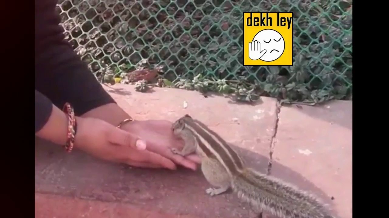 Playing with squirrels..