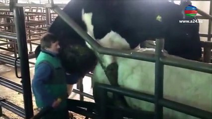 Enerji içkilərində istifadə olunan buğa spermasının alınması