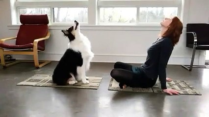 Ce chien est le partenaire parfait pour votre yoga et votre muscu