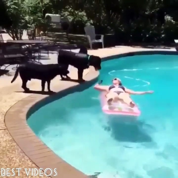 Best funny videos2017  - Dogs VS Cats  ❤  Instegram ➡ besttvideoos