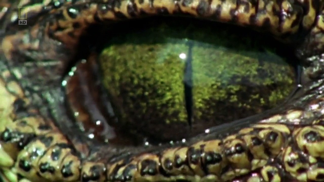 Czysta Nauka Czy Darwin Sie Mylil PL Dokument