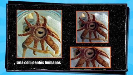 18 animais que você não vai acreditar que existem