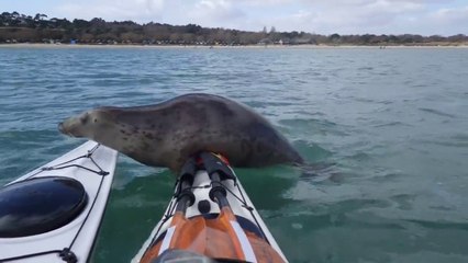 Ce phoque kiffe tellement faire du kayak...
